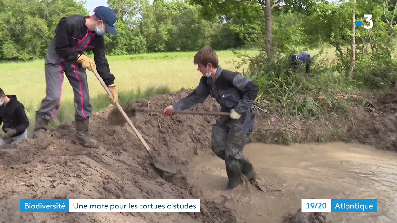 Charente-Maritime : une mare pour les tortues cistudes