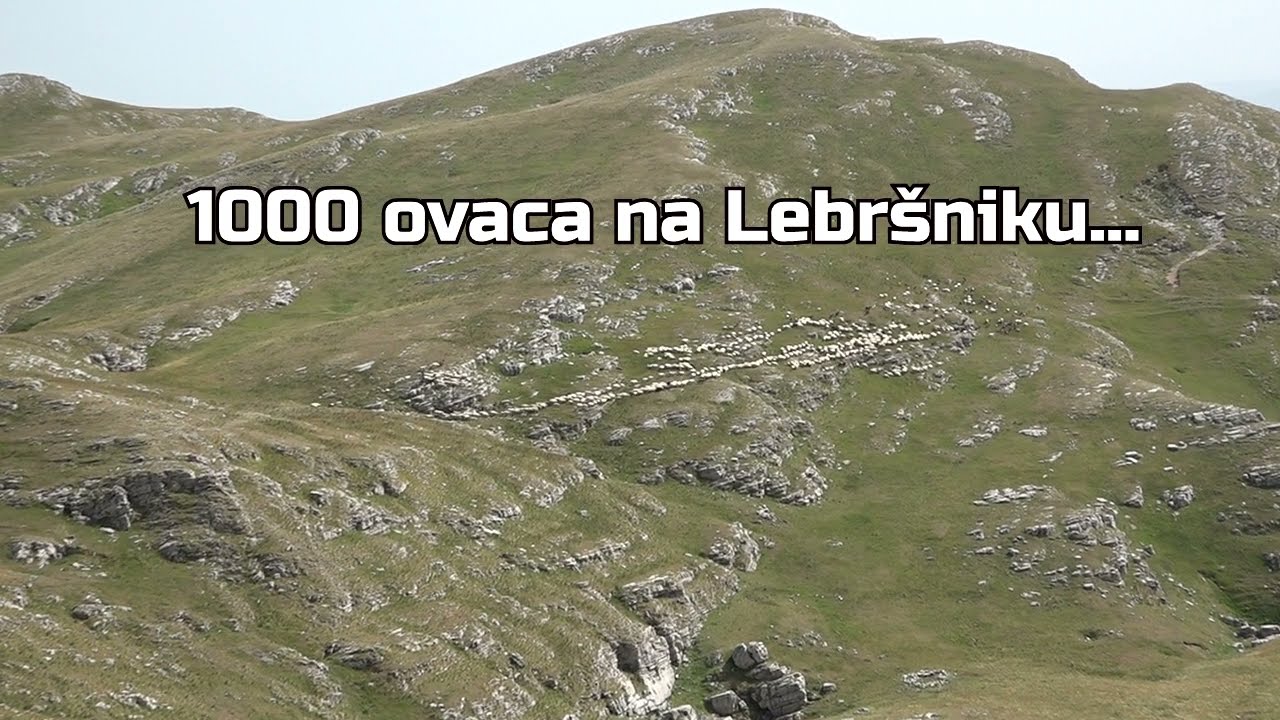 1000 ovaca na Lebr&scaron;niku