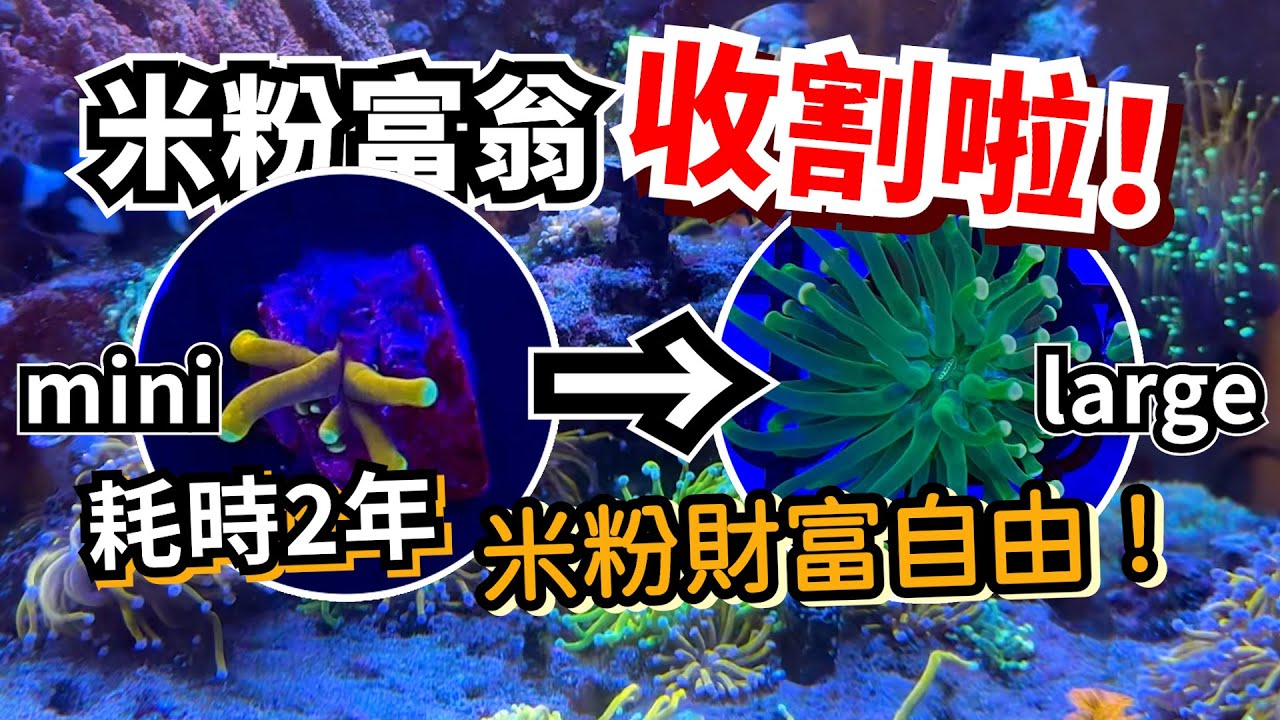 【藍箱水族】一次看！展示缸收割珊瑚＋造景大改造＋完整檢疫流程！乾貨滿滿～片尾再抽獎！海水珊瑚缸 主缸換造景