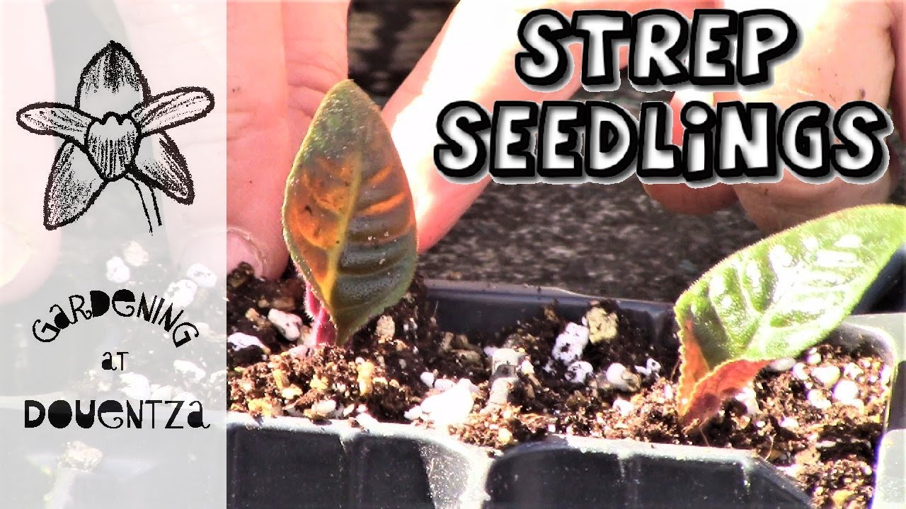 Streptocarpus || Pricking out & Potting on Seed-Grown Plants