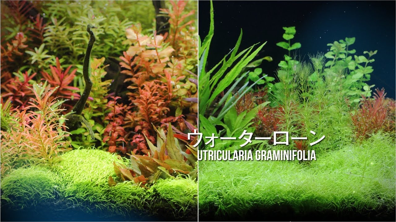 #45.水草水槽の前景に美しい絨毯を作るウォーターローン