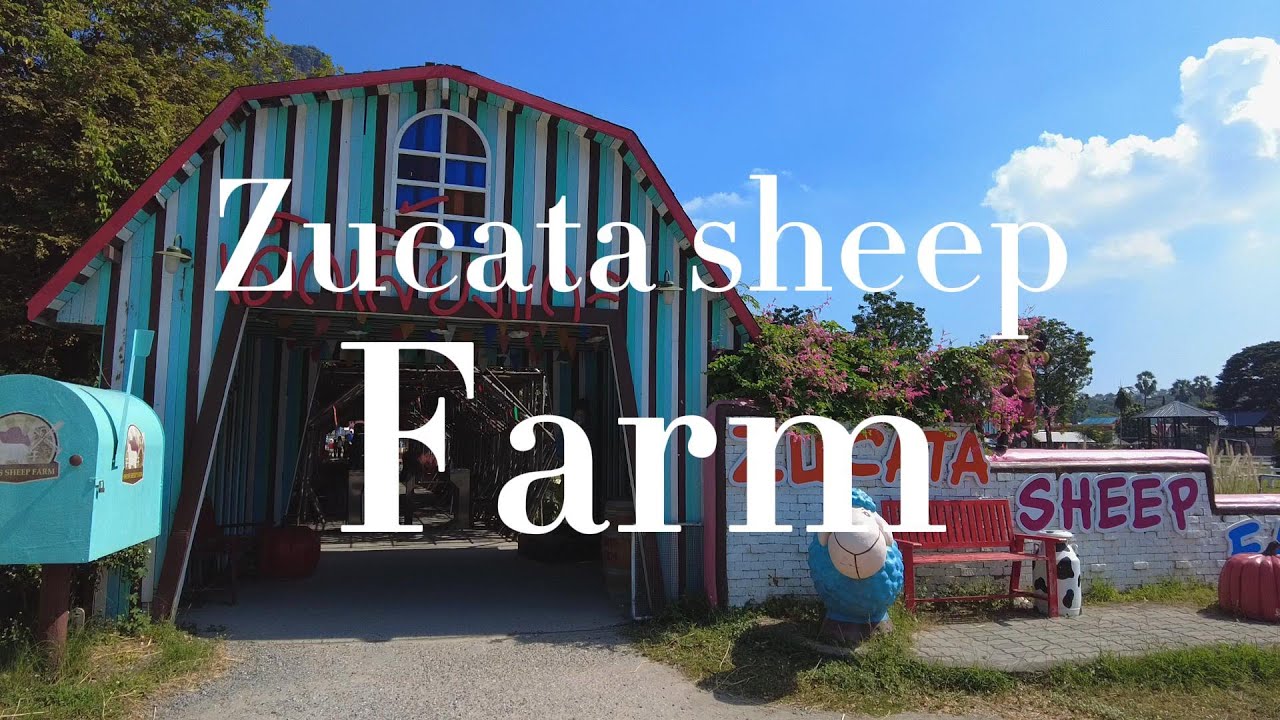 ซูคาต้า ชีพฟาร์ม ชะอำ หัวหิน 2023 zucata sheep farm