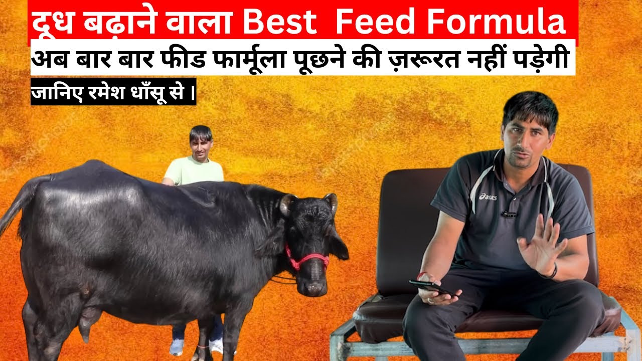 Best Feed Formula For Buffalo and Cow।।दूध की नदियाँ बहा देने वाला फीड फार्मूला ।रमेश धाँसू द्वारा ।