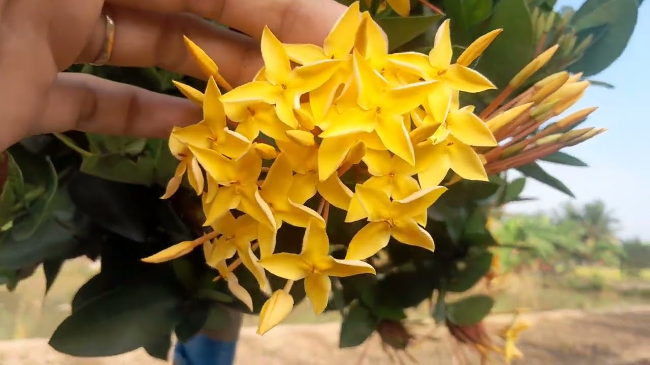 Bông trang nhìu loại 0339594246