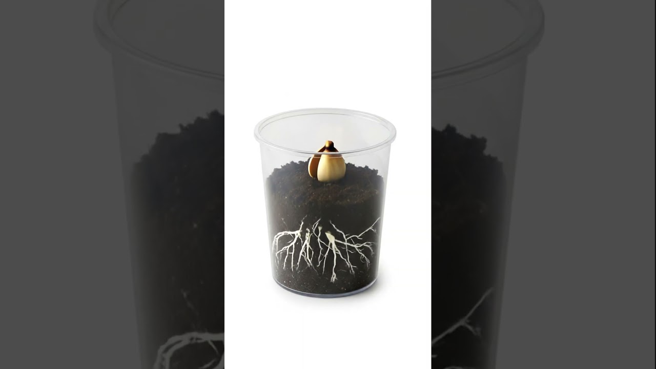 Rose Flower Growth Timelapse | From Seed to Bloom in a Transparent Pot 