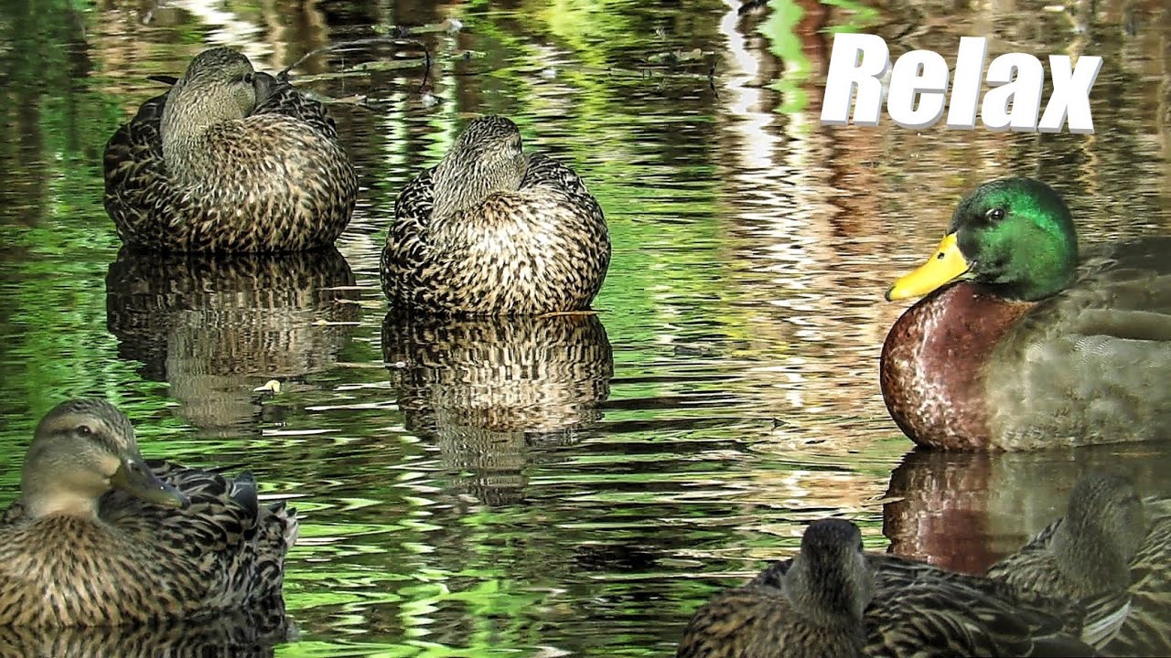 Mallard Duck Meditation