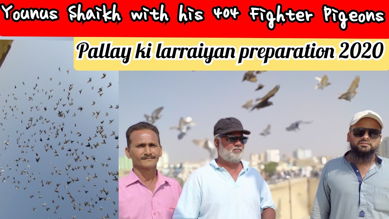 Younus shaikh with his 404 Amazing gola fighters || pallay ki larraiyon ki taiyari 2020 || Big loft