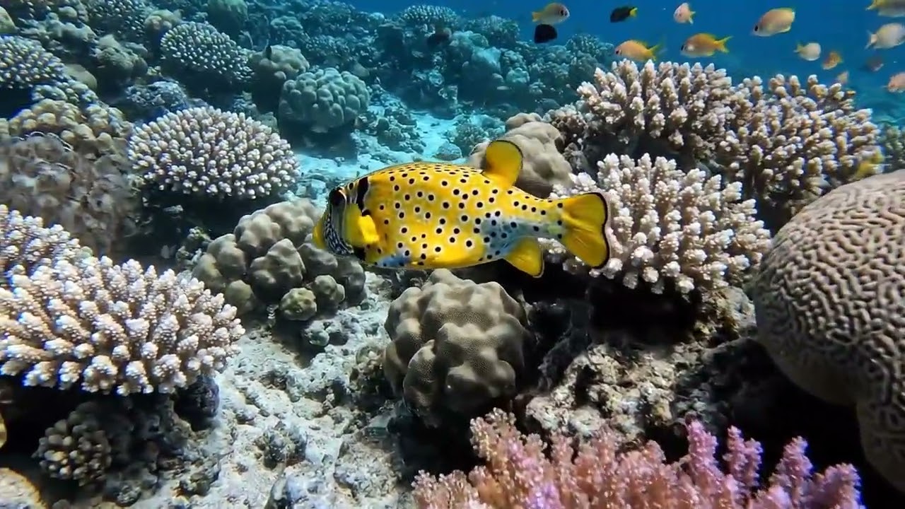Boxfish Gliding Slowly | Free To Use