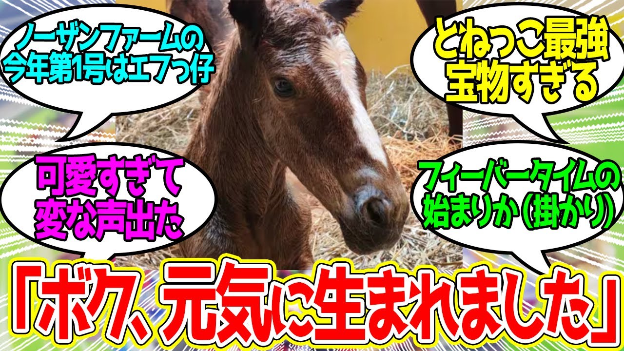 2026年生まれのとねっこが可愛過ぎる・・に対するみんなの反応！【競馬 の反応集】