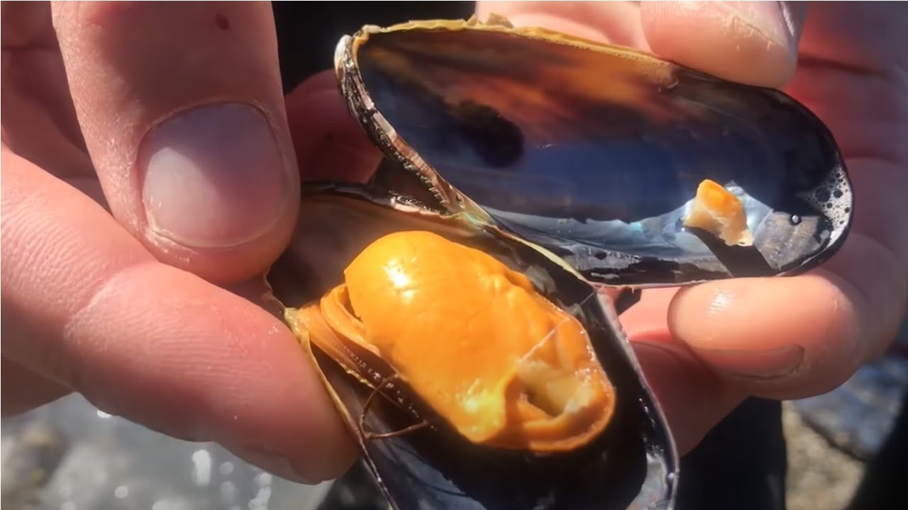 Coastal Foraging NORTHERN CALIFORNIA with a Subscriber!