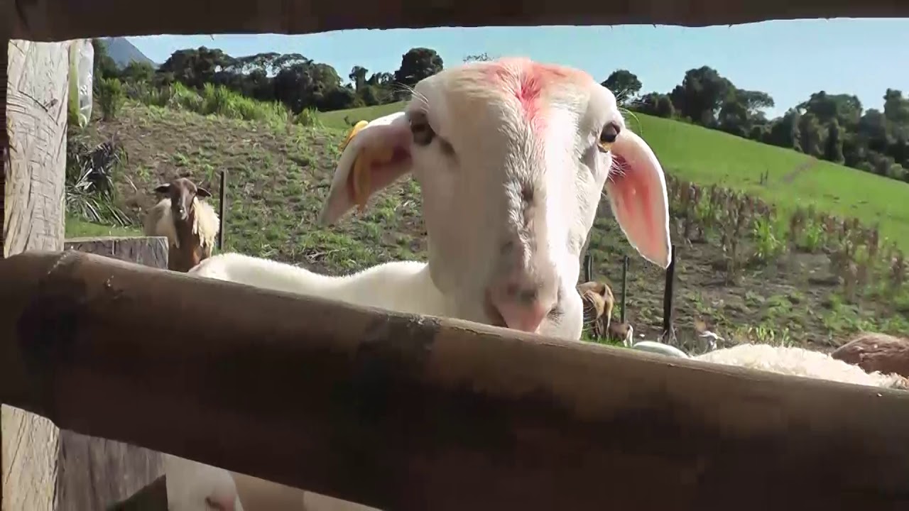 Producción,reproducción  y comercialización de ovinos.