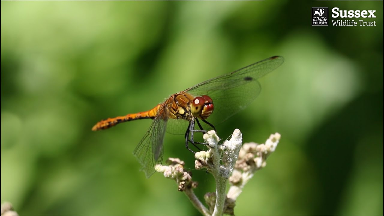 A Beginner's Guide to Dragonflies and Damselflies: Part 1