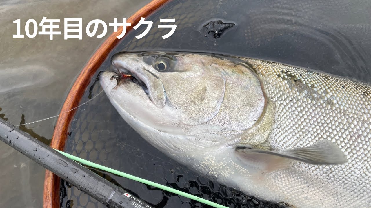 10年目、やっと出会えたサクラマス｜Cherry Salmon on Fly after 10 years