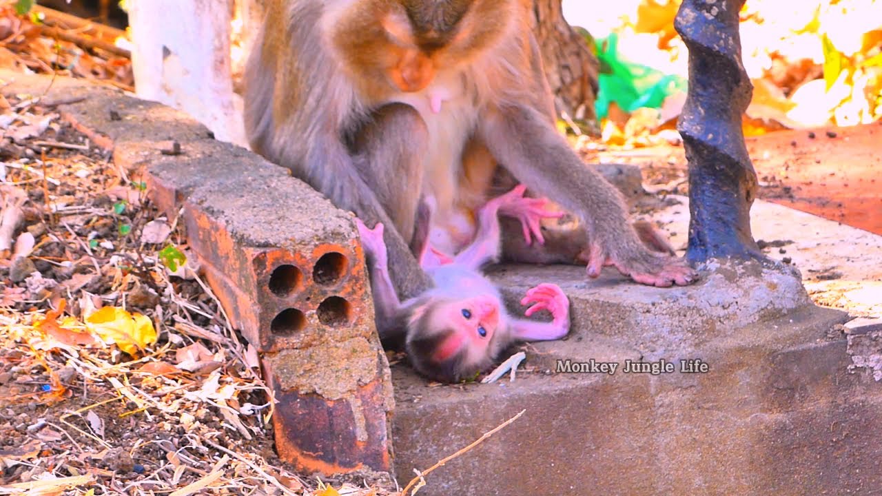 Oh, baby monkey Rosco is crying… maybe Mom Rosyta is rejecting milk.