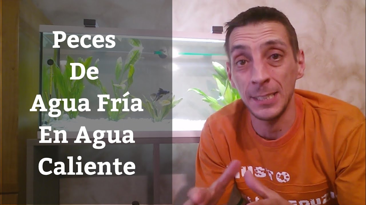 🔵 Peces de Agua fría en Agua caliente (Acuarios MB)