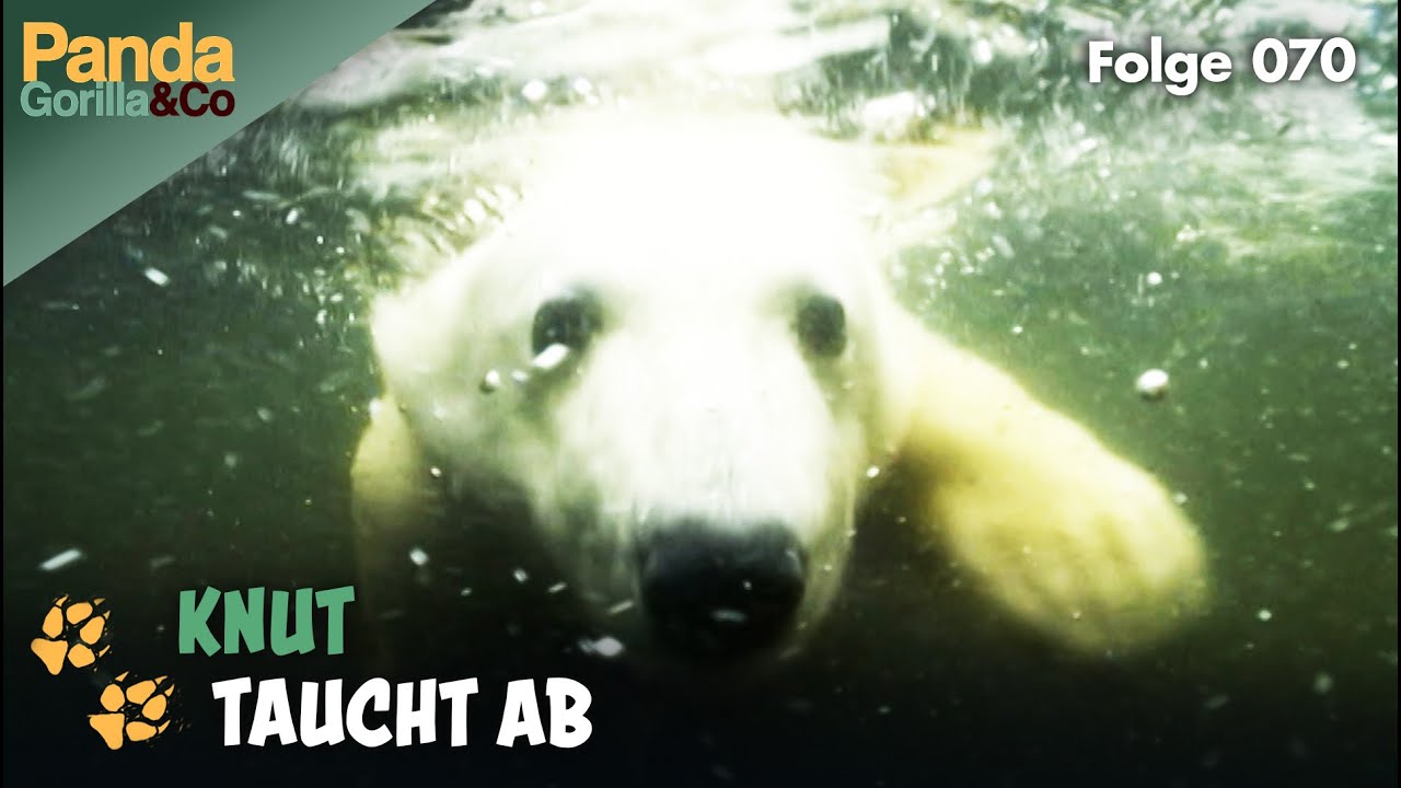 Eisbär Knut der Spitzenschwimmer und süße Medizin für Panda Bao Bao  | Panda, Gorilla & Co.