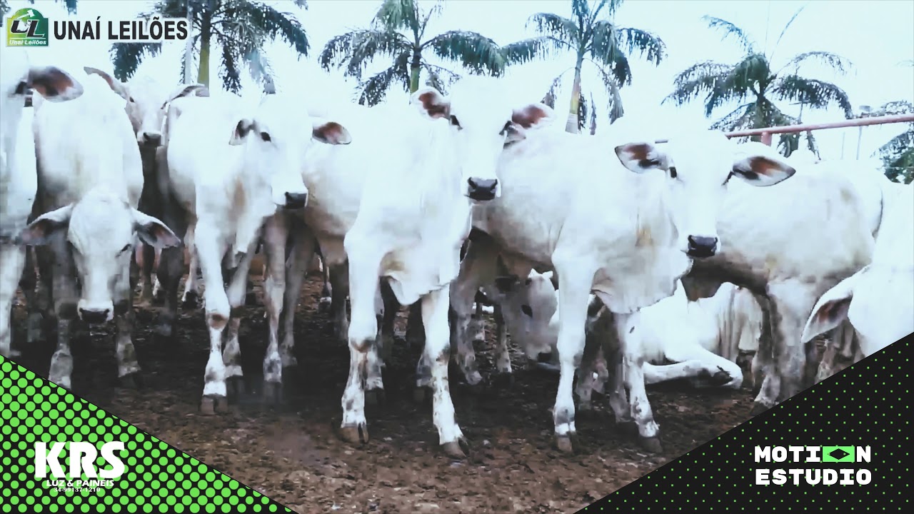 Making of - Leil&atilde;o Unai Leiloes e Faz Lajinha 4k