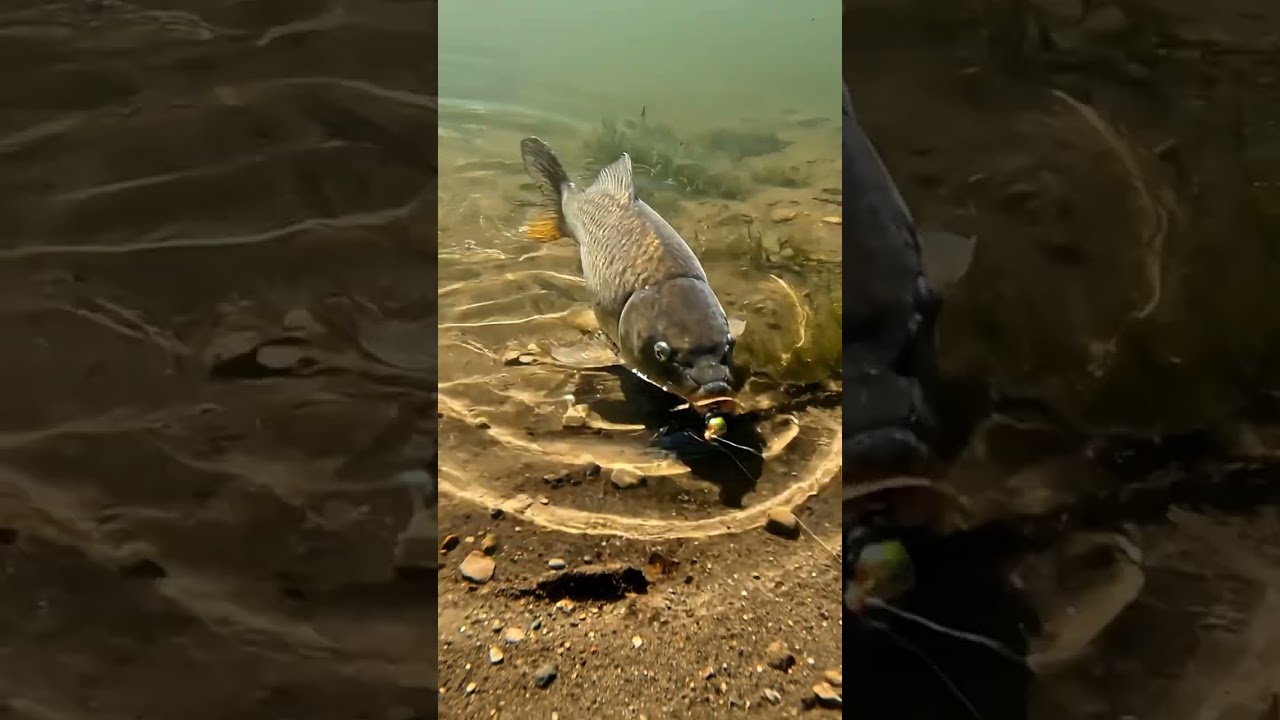 🎣 Bream CAN'T Resist This! 🤯 ULTIMATE Bite-Proof Rig REVEALED! 🔥🐟