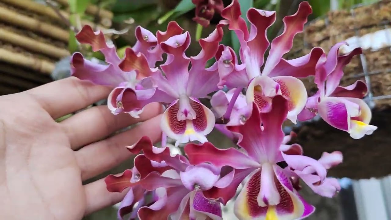 schomburgkia tibicinis