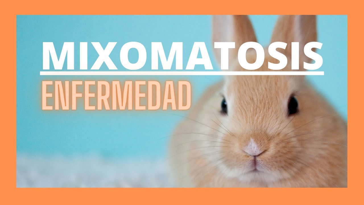 Mixomatosis en conejo
