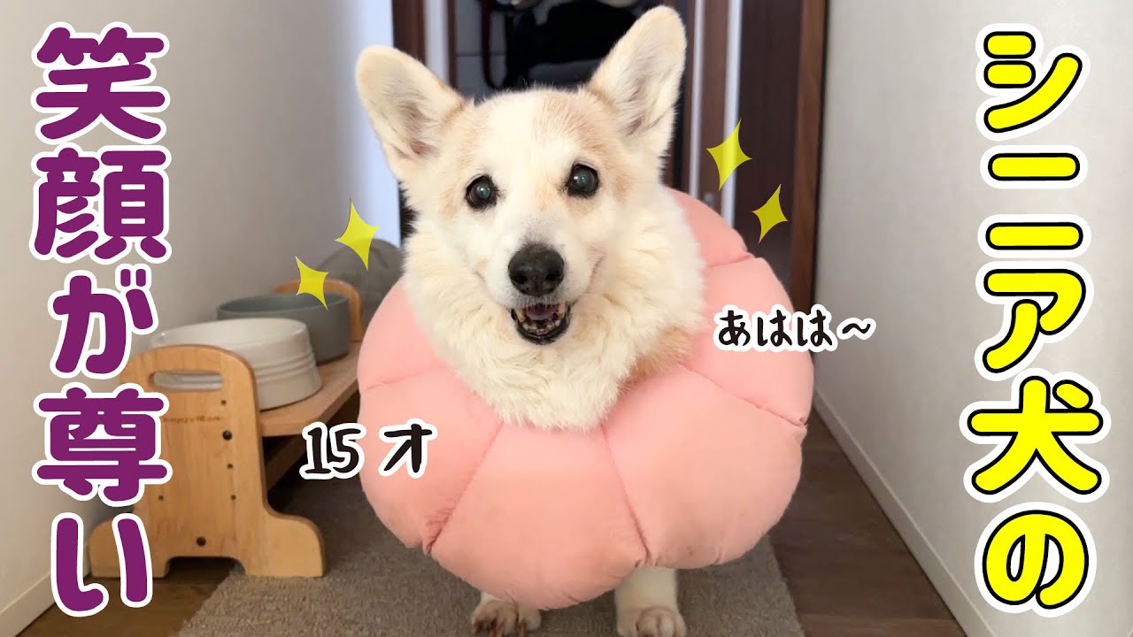 なぜか朝からご機嫌なシニア犬の一日【15才2ヵ月】