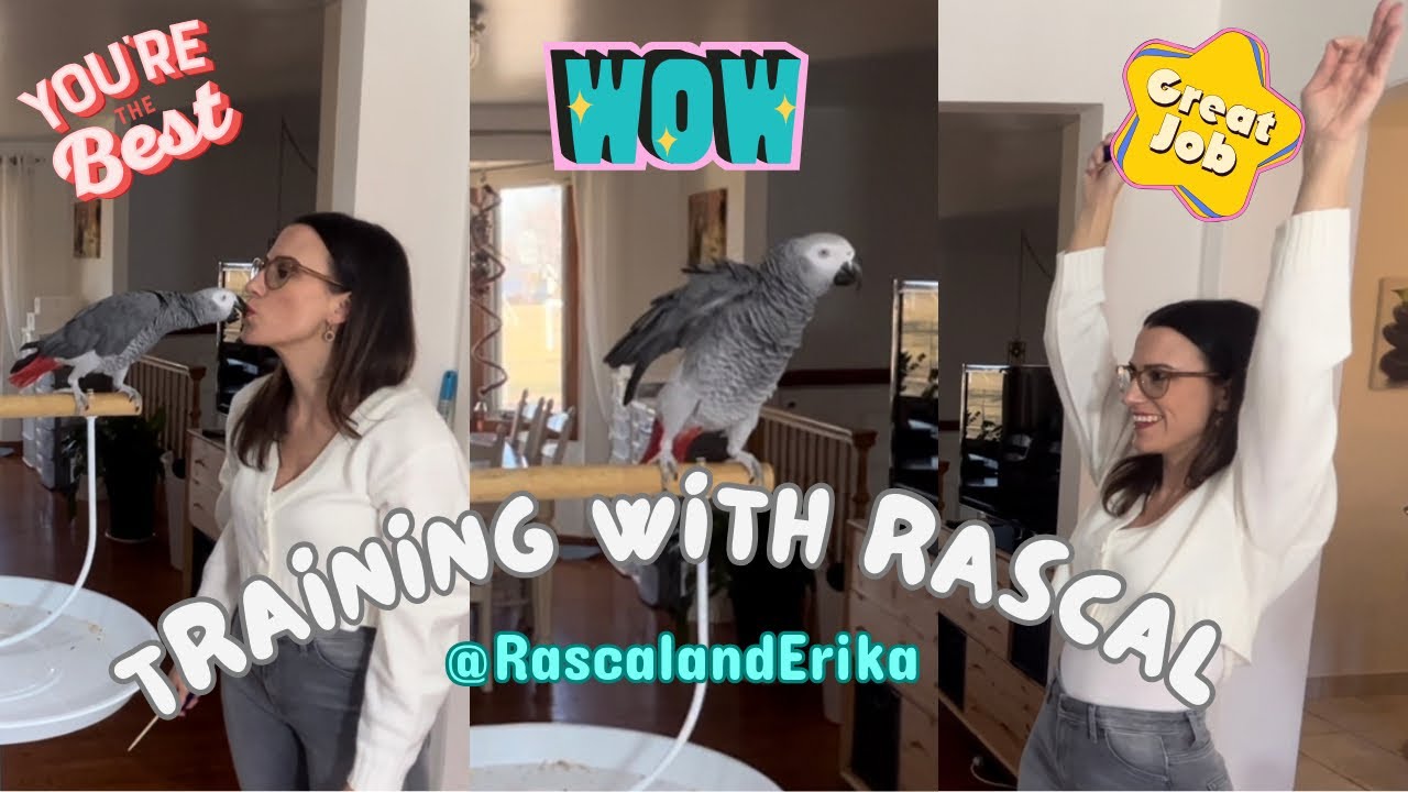 Mastering Tricks: Fun Training Session with Rascal the African Grey Parrot