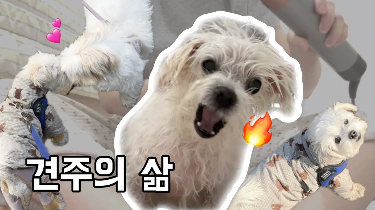 9살 말티즈와 함께한 일상 VLOG🐶 산책 후 해피😙→분노🤬→화해🕊️를 담은 똥고집 댕동생과의 하루