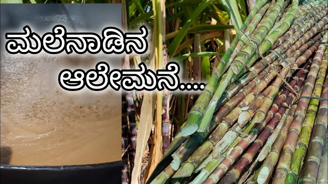 ಮಲೆನಾಡಿನ ಆಲೇಮನೆ ...#alemanes #malenadu 