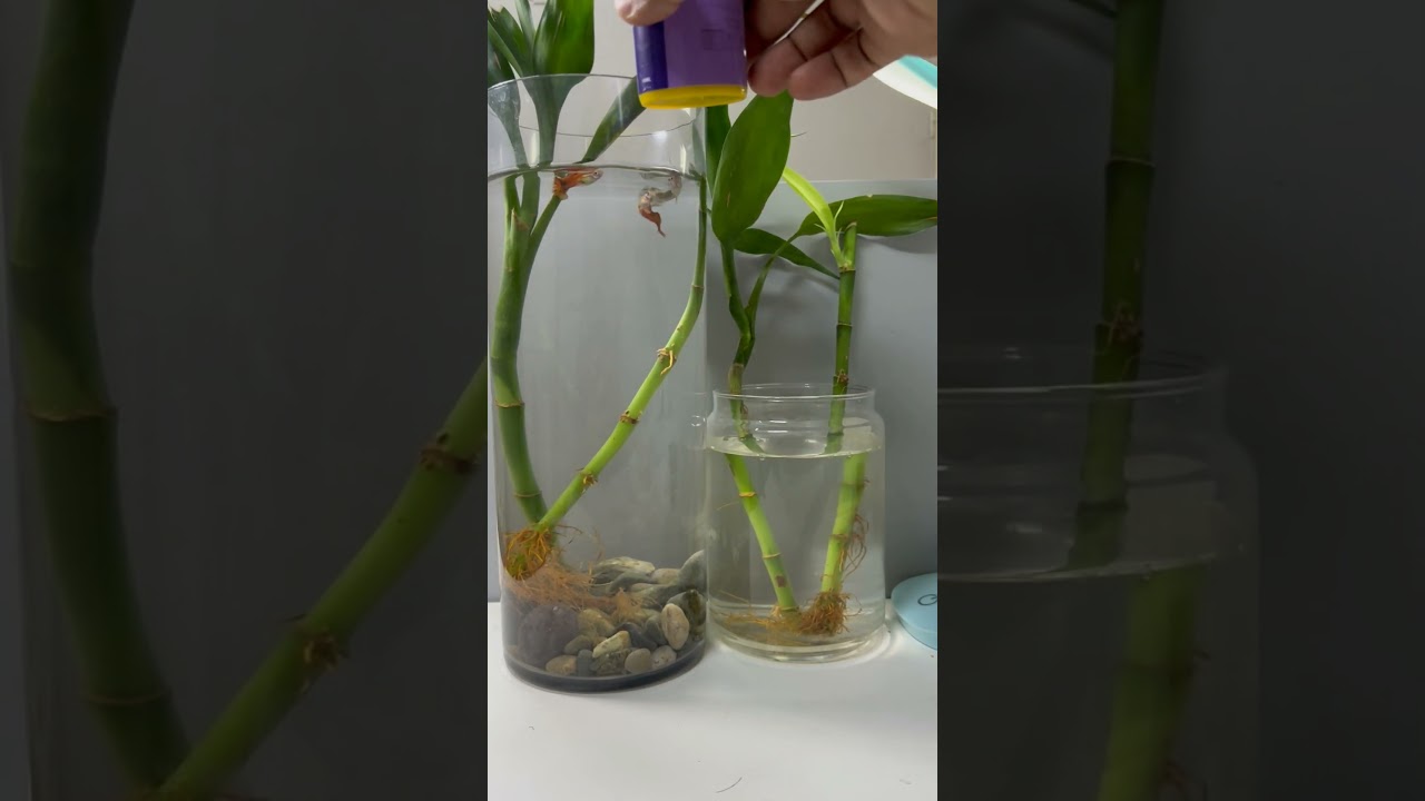Guppy Fish Feeding | Mini Aquarium | Water Plants #guppy #waterplants waterpl
