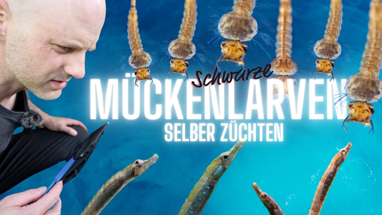 Besonderes Futter für besondere Fische | Schwarze Mückenlarven züchten für unsere Süßwassernadeln