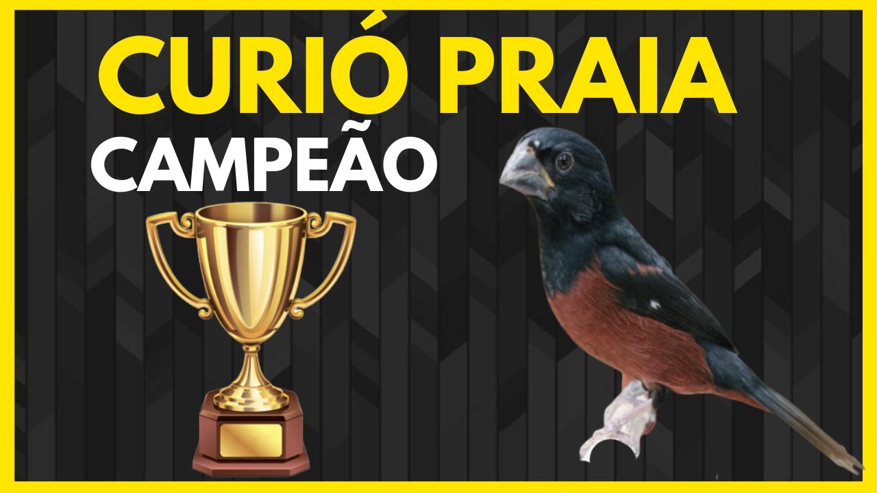 O MELHOR CANTO DO MUNDO - CANTO CURIÓ PRAIA CAMPEÃO