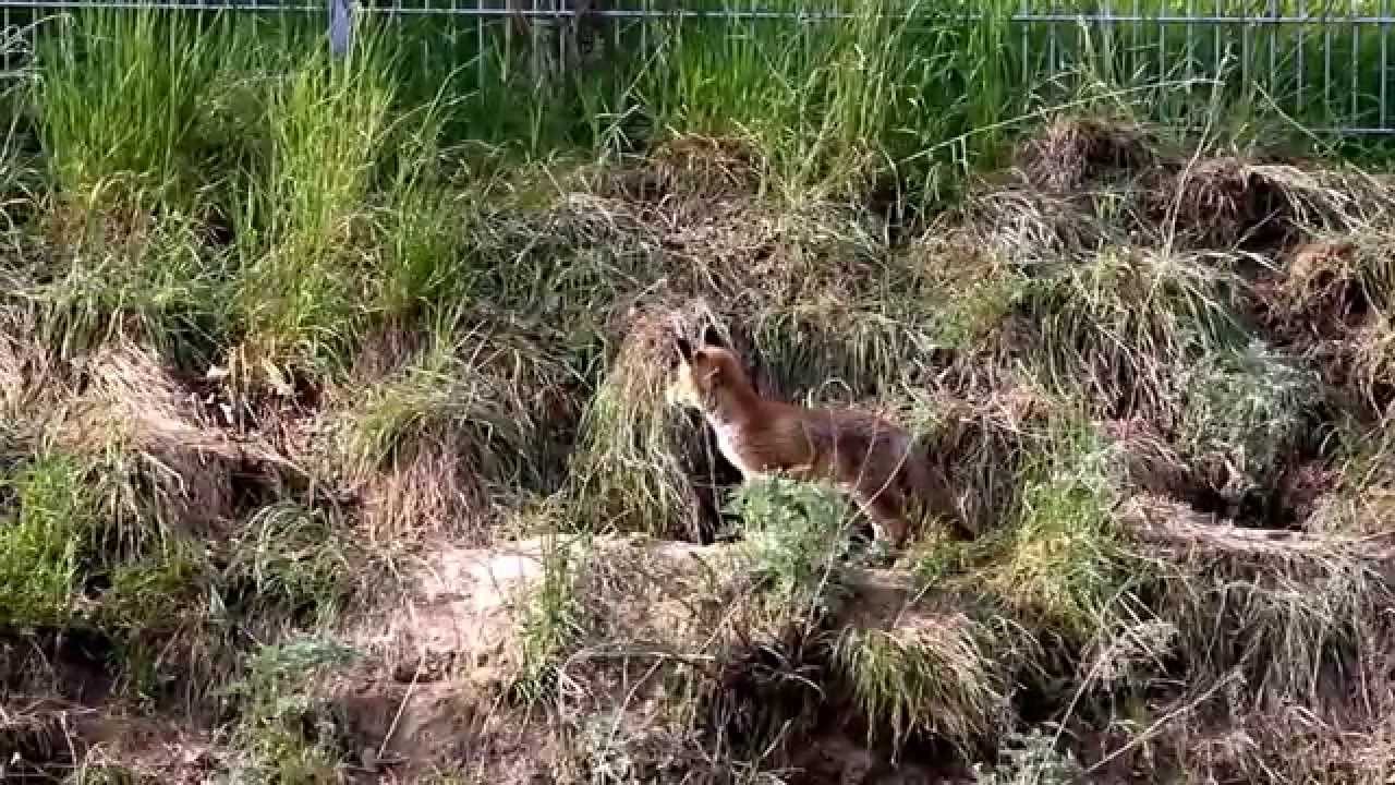 der Fuchsbau