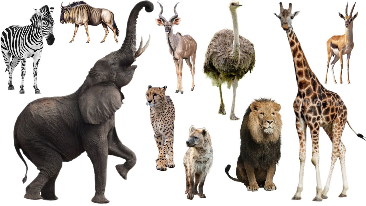 AFRICAN ANIMAL SOUNDS: Zebra, Impala, Cheetah, Giraffe, Lion, Wildebeest, Meerkat, Kudu, Elephant