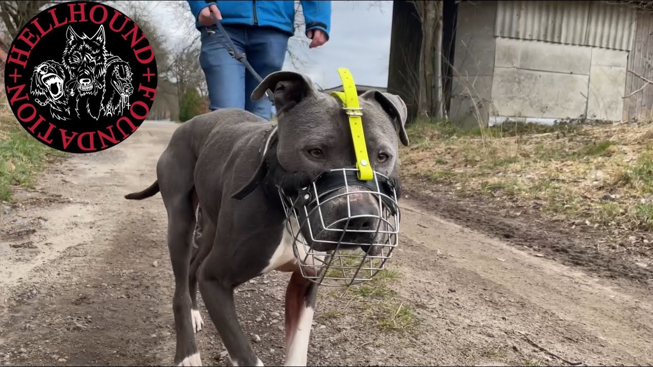 Unsere Insassen: Rover - Paten gesucht