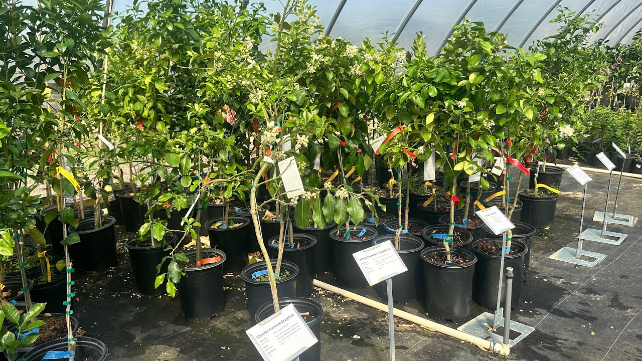 Citrus at Bob Wells Nursery Spring 2025
