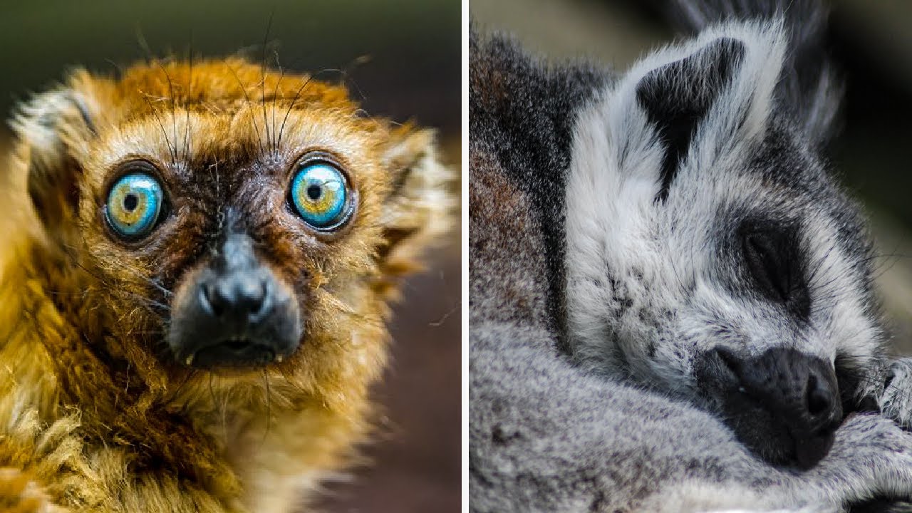 11 Fun Facts About Animals With The Most Unusual Sleeping Habits