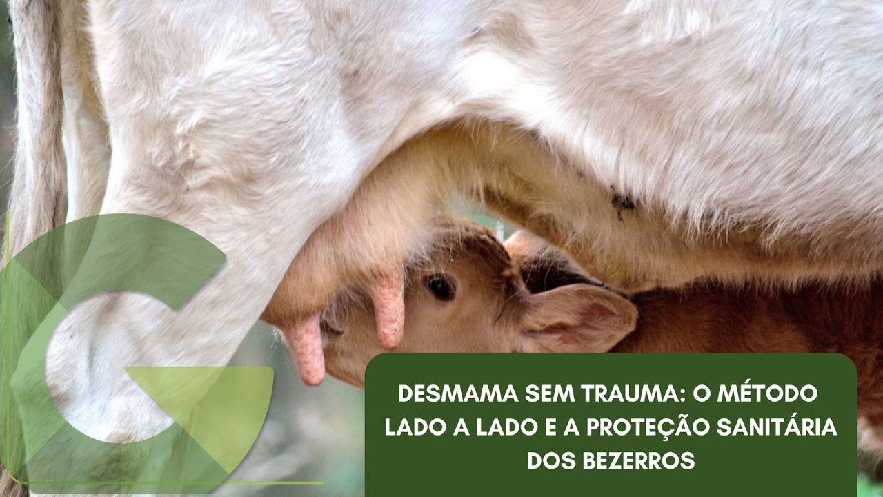 DESMAMA SEM TRAUMA: O MÉTODO LADO A LADO E A PROTEÇÃO SANITÁRIA DOS BEZERROS
