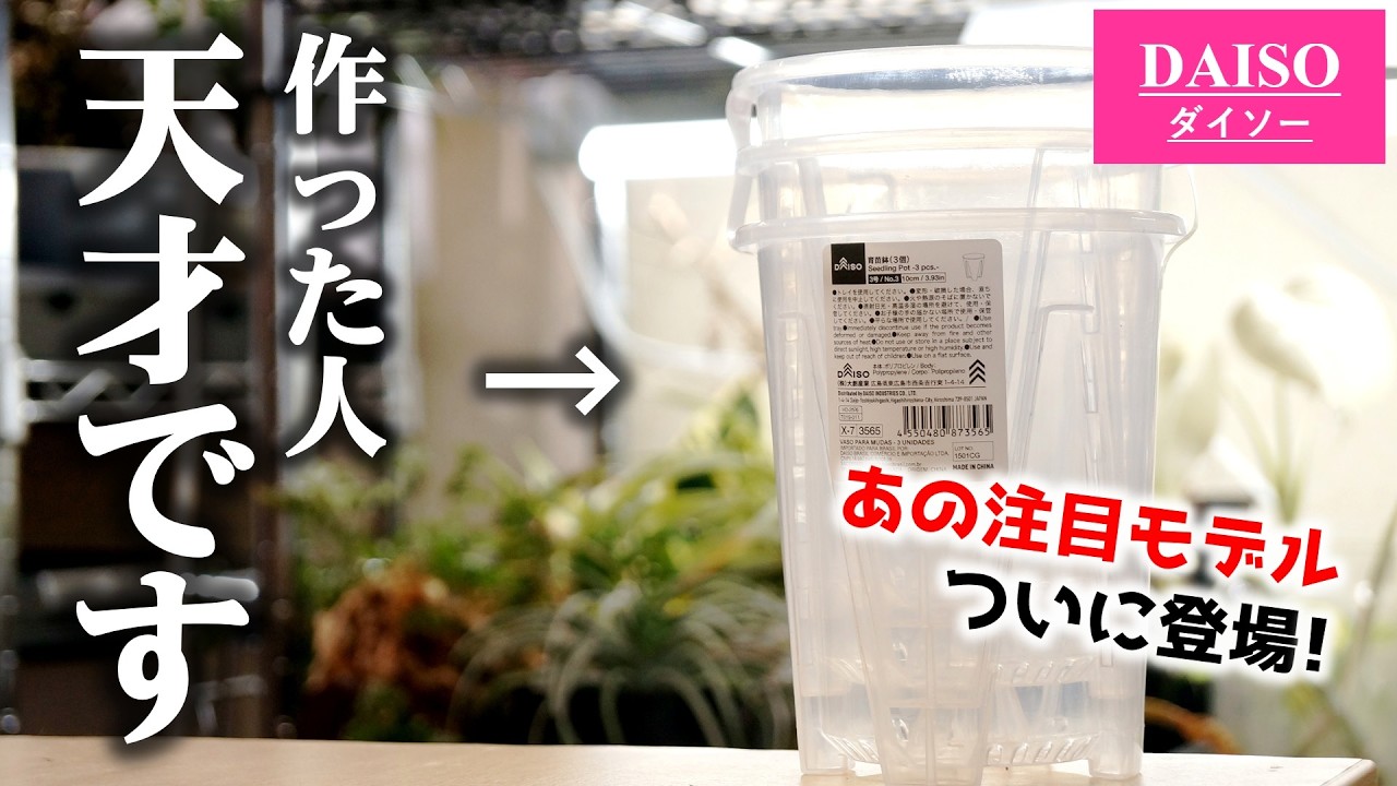 ついに100均に降臨…！例の”多機能すぎる神透明鉢”が最強コスパで買える衝撃…♪【観葉植物・アンスリウム】