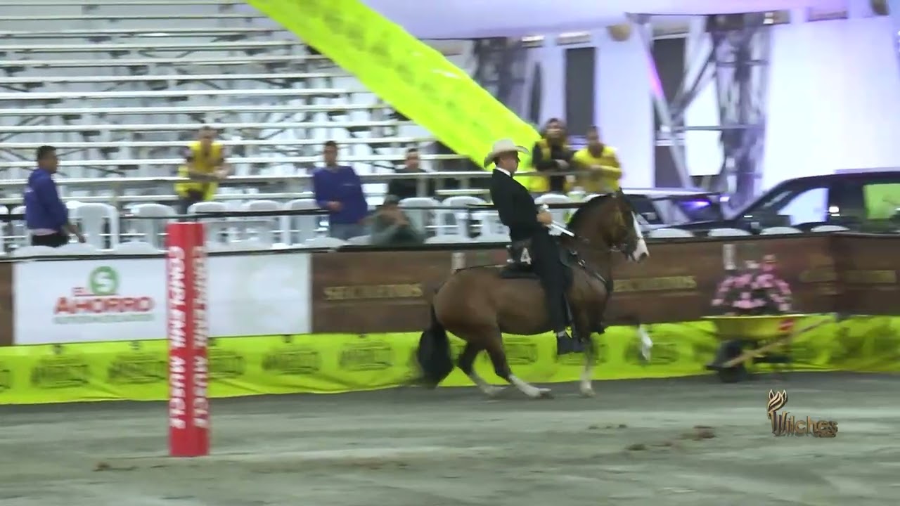 HALCON ROJO DE VILLA MILENA, PRIMER PUESTO CABALLOS CASTRADOS TROTE Y GALOPE MAMIZALES GRADO A 2024