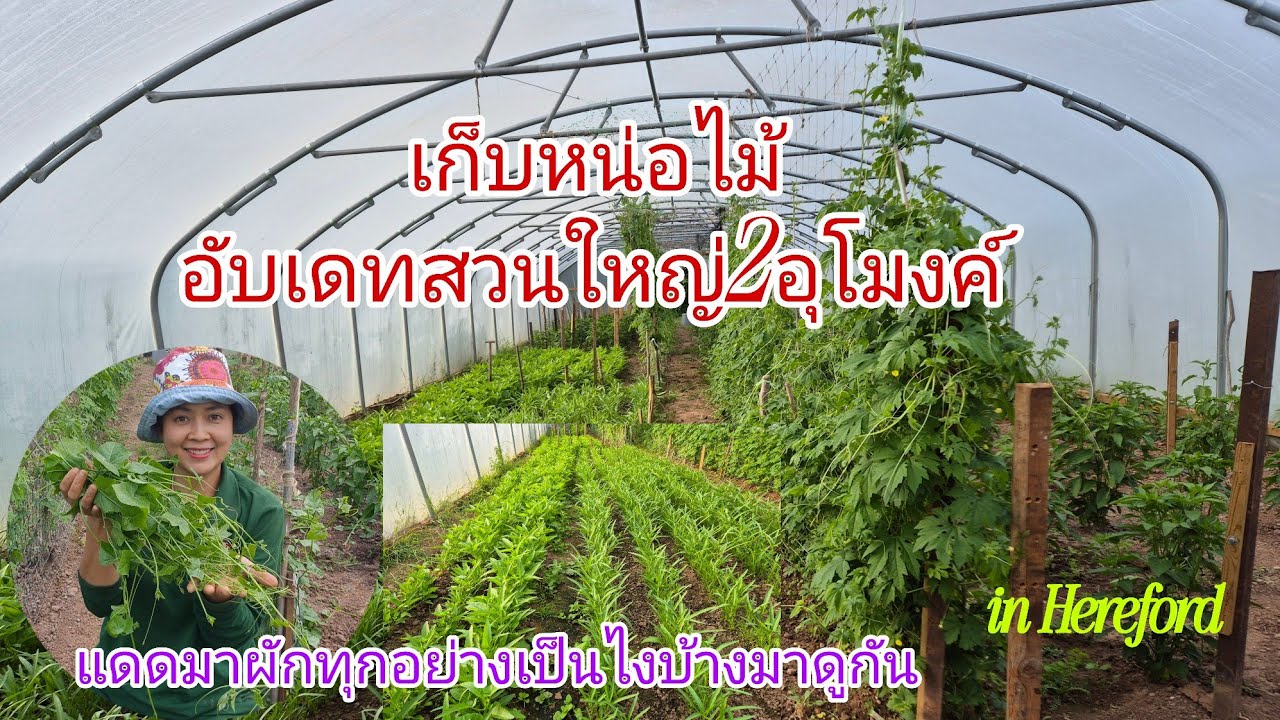 เก็บหน่อไม้อับเดทสวนใหญ่ผักทุกอย่างกำลังงามมีอะไรบ้างมาชมกัน in Hereford