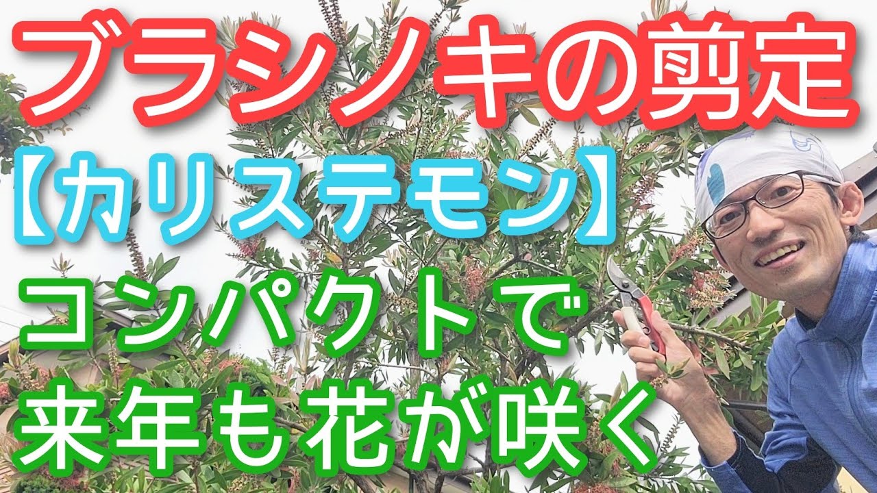 【ブラシノキ(金宝樹)の剪定】サイズ維持しつつ翌年も花が咲く手入れ方法(2025年6月)🌳💐