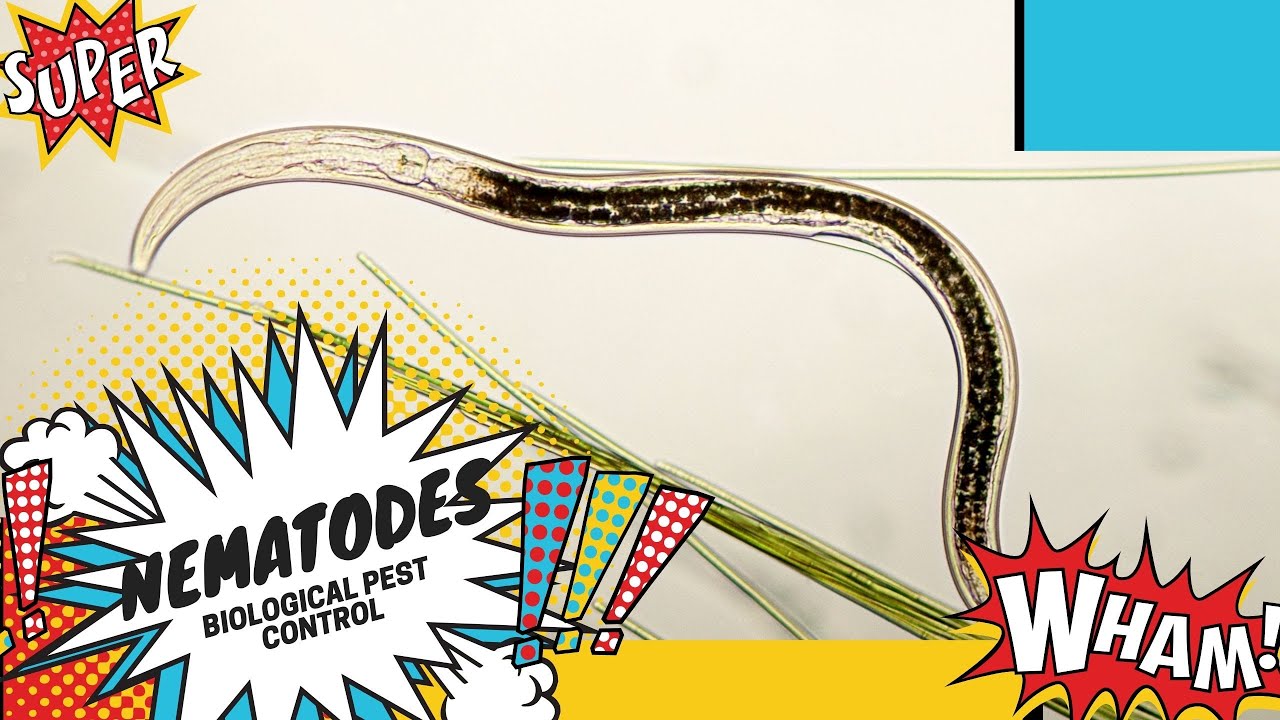 Tiny but mighty: Nematodes. Biological pest control!