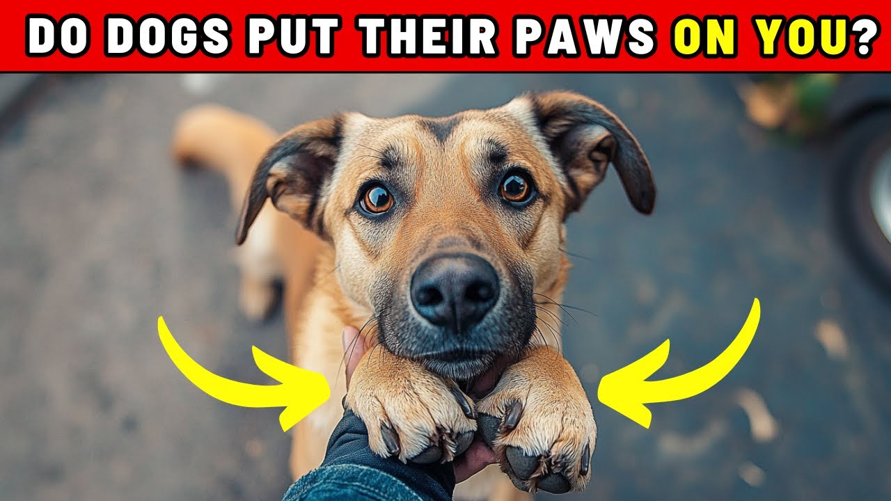 Do Dogs Put Their Paws on You? It Says More About You Than You Think