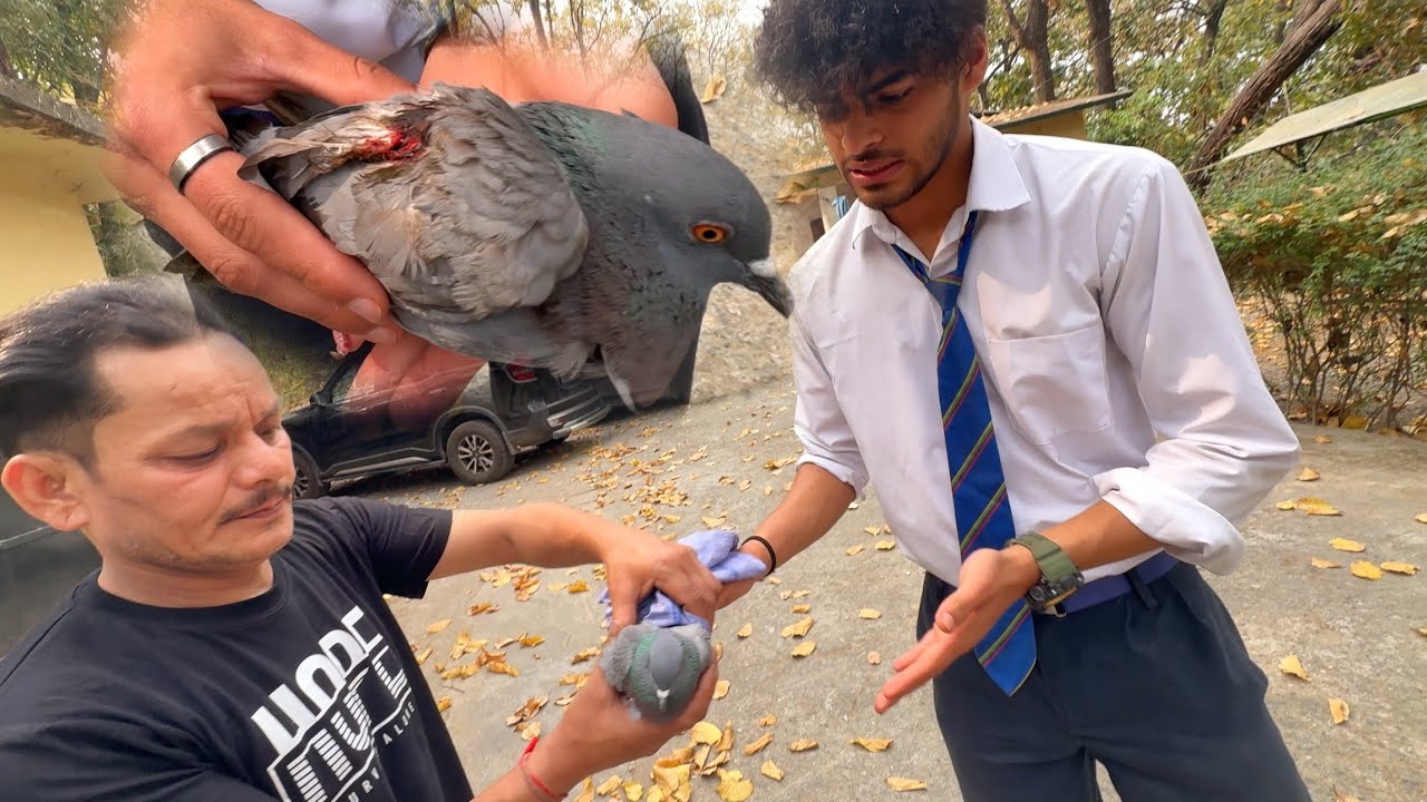 Om Ne 12th Ka Board Exam Miss Karke PIGEON Ki Jaan Bacha Li 😲