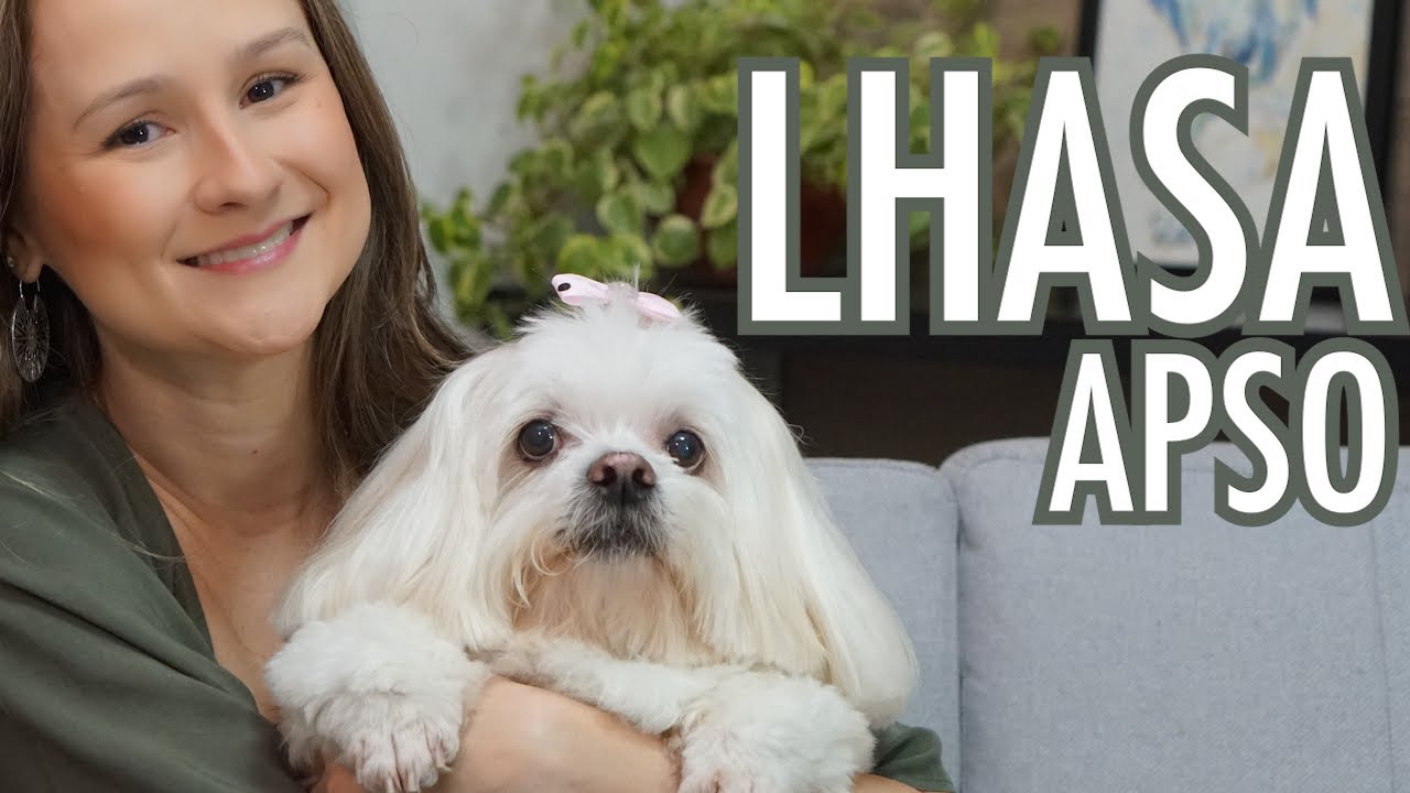 Não ADOTE ou COMPRE um LHASA APSO antes de ver esse vídeo