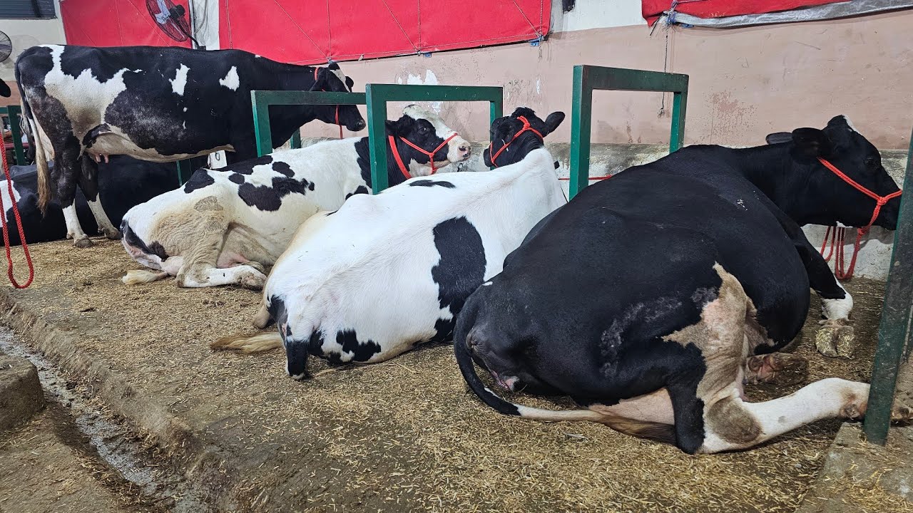 High Quality Pregnent Hf Cows For Sale BHARAT DAIRY FARM #live #dairyfarm #cow #farming #buffalo