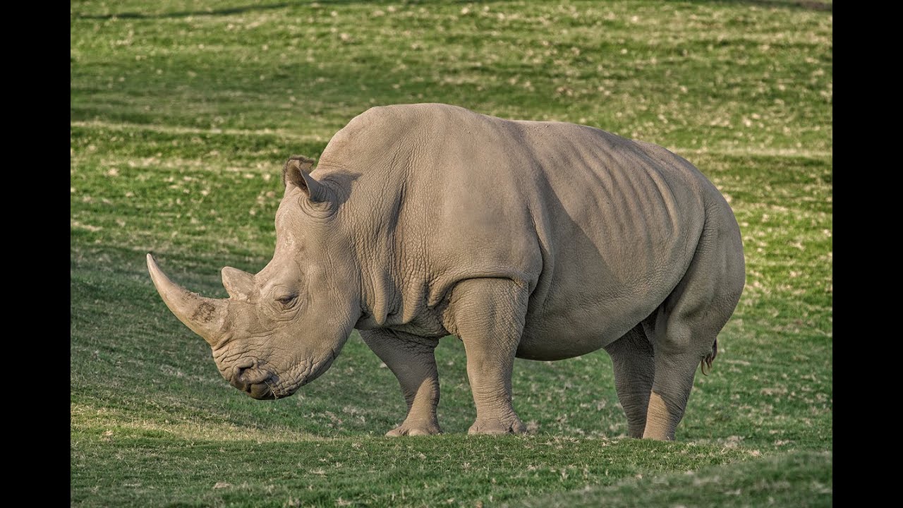 San Diego Zoo Kids - Rhino Crash Course