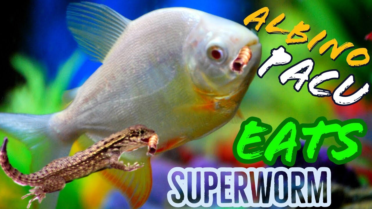 Superworm Feeding For Pacu and Reptiles | A1A Adventures