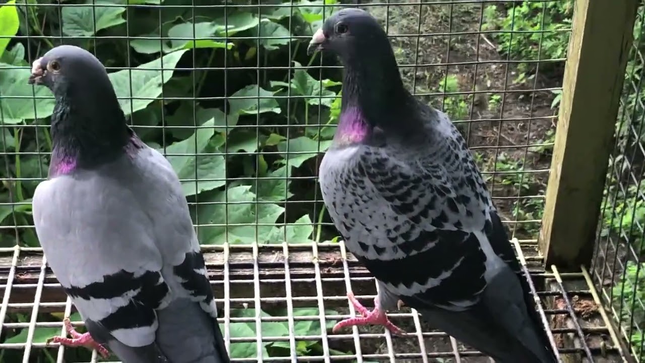 Visit Canadian pigeon loft