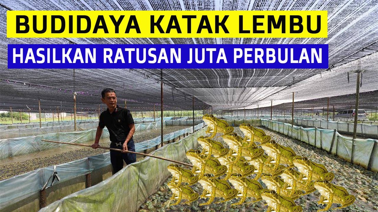 Cara Budidaya Dan Ternak Katak Dengan Metode Sederhana Dan Menguntungkan